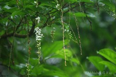 Citharexylum spinosum